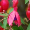 Fuchsia 'tom Thumb' - 3l -Jardin Harmonie Soldes Boutique 6481cd794ee721.81995482