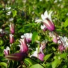 Clématite 'princess Kate®' ('zoprika') - Clematis Texensis 3l -Jardin Harmonie Soldes Boutique 64870cd0092874.28415204
