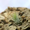Tillandsia Ionantha Var. Ionantha - 4 à 6 Cm Volume - Lot De 20 -Jardin Harmonie Soldes Boutique 648861c1295341.49771306