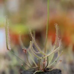 Drosera Binata - Mont Ruapehu - Alpin Form 7 Drosera Binata - Mont Ruapehu - Alpin Form -Jardin Harmonie Soldes Boutique 648861c8358132.49931676