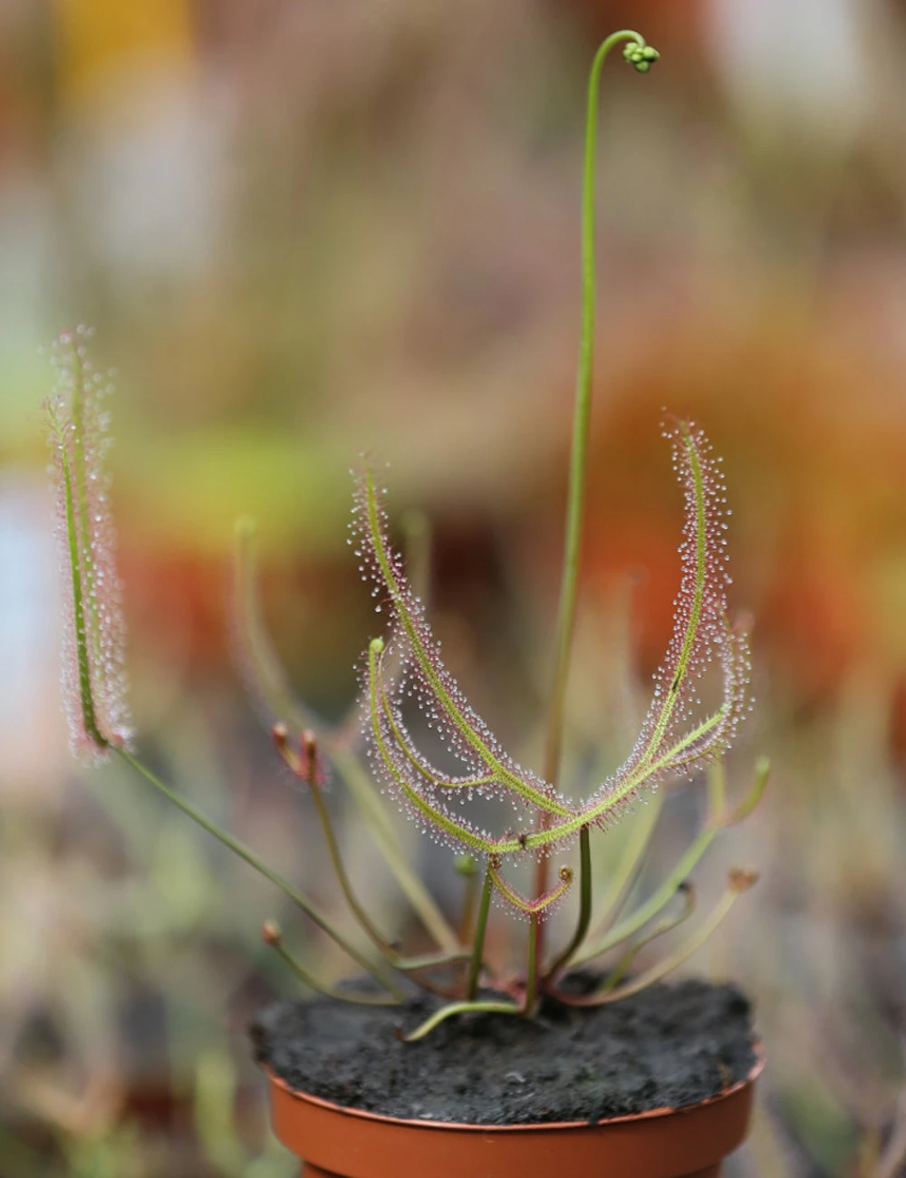Drosera Binata - Mont Ruapehu - Alpin Form 5 Drosera Binata - Mont Ruapehu - Alpin Form – Image 3