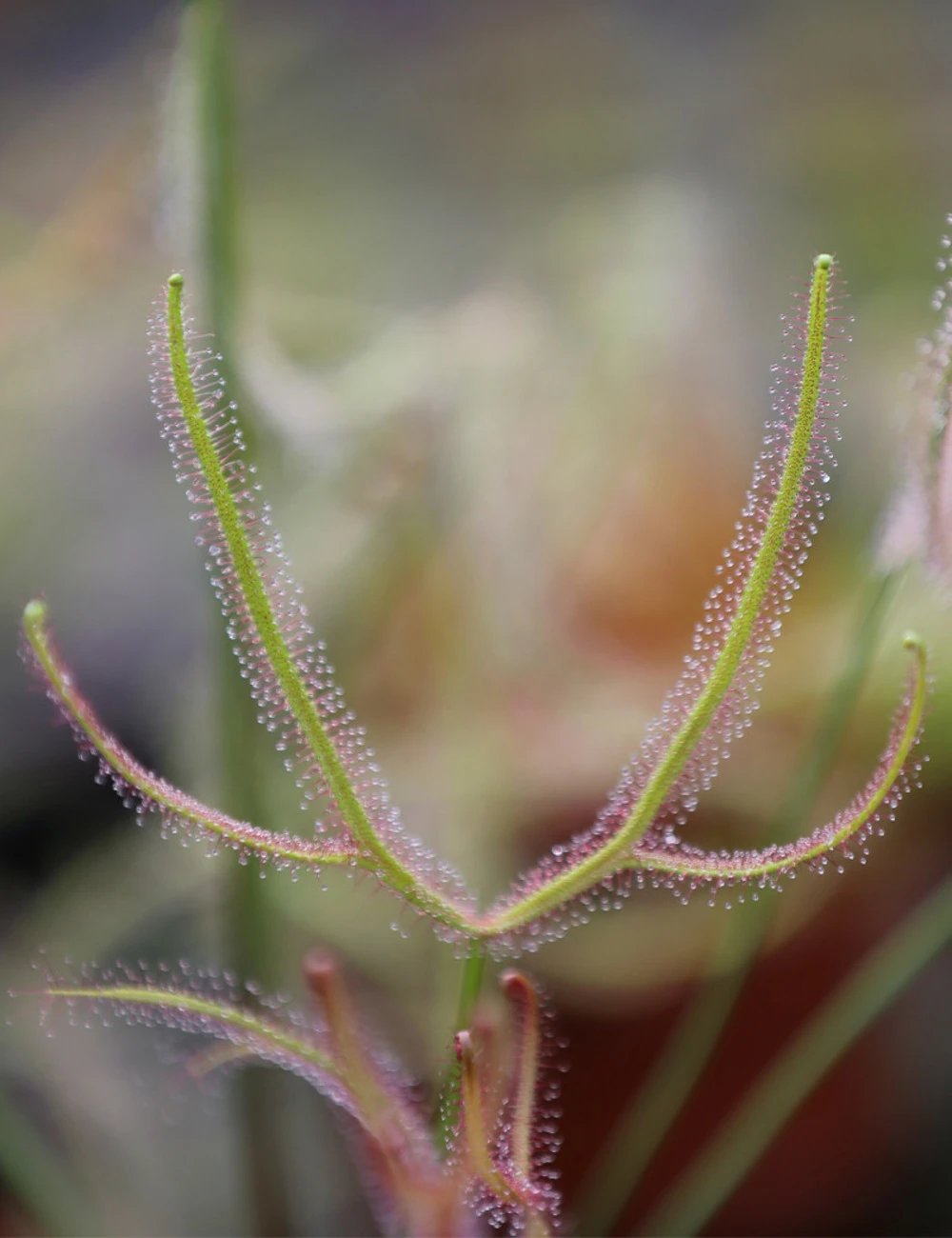 Drosera Binata - Mont Ruapehu - Alpin Form 3 Drosera Binata - Mont Ruapehu - Alpin Form
