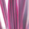 Cordyline 'pink Passion ? ' - 3l -Jardin Harmonie Soldes Boutique 648993afd97096.36462248