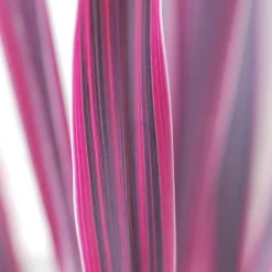 Cordyline 'pink Passion ? ' - 3l