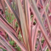 Cordyline 'southern Splendour' - 5l -Jardin Harmonie Soldes Boutique 648993b038eb34.75331609
