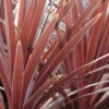 Cordyline 'red Star' - 5l