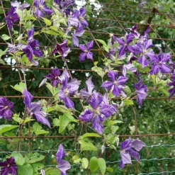 Clématite 'tie Dye' Clematis Jackmanii 3l -Jardin Harmonie Soldes Boutique 648993b12a7d77.11995738