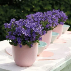Campanula Addenda - Glockenblume Lila - 12cm Topf - 6 Pflanzen Ausreichend Für 1qm - Bodendecker - Ambella - Winterhart -Jardin Harmonie Soldes Boutique 6492d133b9b8f5.76771771