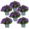 Campanula Addenda - Glockenblume Lila - 12cm Topf - 6 Pflanzen Ausreichend Für 1qm - Bodendecker - Ambella - Winterhart -Jardin Harmonie Soldes Boutique 6492d133c50d55.13661717