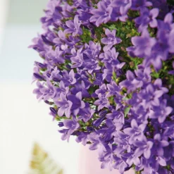 Campanula Addenda - Glockenblume Lila - 12cm Topf - 6 Pflanzen Ausreichend Für 1qm - Bodendecker - Ambella - Winterhart -Jardin Harmonie Soldes Boutique 6492d133d6b817.73834272