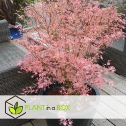 Japanese Maple 'taylor' - 'limited Edition' - Pot 19cm - Hauteur 60-70cm -Jardin Harmonie Soldes Boutique 64932591647bf2.45258243