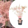 Japanese Maple 'taylor' - 'limited Edition' - Pot 19cm - Hauteur 60-70cm -Jardin Harmonie Soldes Boutique 64932591806539.97645782