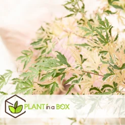 Japanese Maple 'taylor' - 'limited Edition' - Pot 19cm - Hauteur 60-70cm -Jardin Harmonie Soldes Boutique 64932591b4e217.18472860