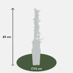 Pyracantha 'soleil D'or' - ↨65cm - ø15 - Buisson Ardent -Jardin Harmonie Soldes Boutique 64937d9e7880c5.08492772