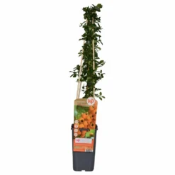 Pyracantha 'soleil D'or' - ↨65cm - ø15 - Buisson Ardent -Jardin Harmonie Soldes Boutique 64937d9e843455.90402953