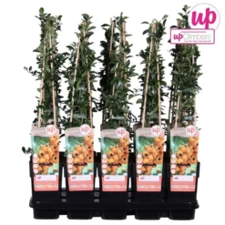 Pyracantha 'soleil D'or' - ↨65cm - ø15 - Buisson Ardent -Jardin Harmonie Soldes Boutique 64937d9e8b5ef6.80012209