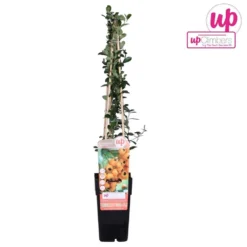 Pyracantha 'soleil D'or' - ↨65cm - ø15 - Buisson Ardent -Jardin Harmonie Soldes Boutique 64937d9e9378e4.45832494