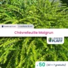 50 X Chèvrefeuille Maigrun En Godet