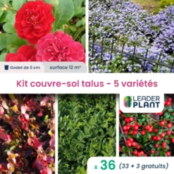 Kit Couvre Sols Talus - 5 Variétés - Lot De 38 Plants En Godet