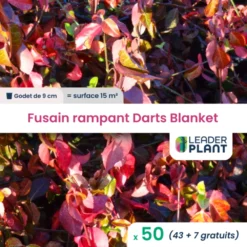 50 X Fusain Rampant Darts Blanket En Godet
