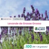 100 X Lavande Grosso En Godet -Jardin Harmonie Soldes Boutique 6495cc30e3ab86.35354463