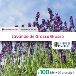 100 X Lavande Grosso En Godet