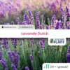 11 X Lavande Dutch En Godet -Jardin Harmonie Soldes Boutique 6495cc31610258.65805563