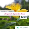 50 X Millepertuis Couvre-sol à Grandes Fleurs En Godet -Jardin Harmonie Soldes Boutique 6495cc340a4ee1.23213851