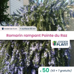 50 X Romarin Rampant Pointe Du Raz En Godet