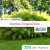 300 X Bambou Fargesia Rufa En Pot De 1 L -Jardin Harmonie Soldes Boutique 6495cc354e6c52.31051081