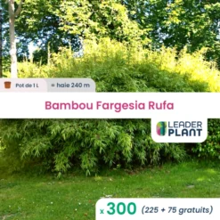 300 X Bambou Fargesia Rufa En Pot De 1 L