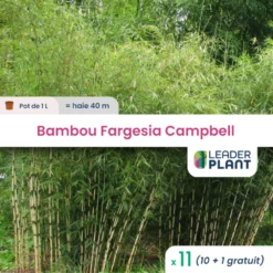 11 X Bambou Fargesia Campbell En Pot De 1 L