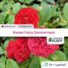 11 X Rosier Paysager Fairy Donkerrood En Godet -Jardin Harmonie Soldes Boutique 6495cf95583170.04896091