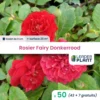 50 X Rosier Paysager Fairy Donkerrood En Godet -Jardin Harmonie Soldes Boutique 6495cf97734e23.62558073