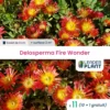 11 X Delosperma Fire Wonder ® En Godet -Jardin Harmonie Soldes Boutique 6495cf9ad71686.30297528
