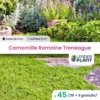 45 X Camomille Romaine Treneague En Godet -Jardin Harmonie Soldes Boutique 6495cf9b73c975.99895255