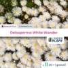 11 X Delosperma White Wonder ® En Godet -Jardin Harmonie Soldes Boutique 6495cf9bd9f442.94889648