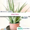 3 X Aloe Vera En Godet -Jardin Harmonie Soldes Boutique 6495cf9e526897.65848757