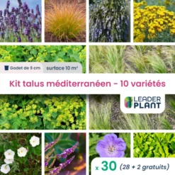 Kit Talus Méditerranéen - 10 Variétés - Lot De 30 Plants En Godet
