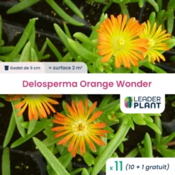 11 X Delosperma Orange Wonder® En Godet