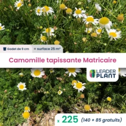 225 X Camomille Tapissante - Matricaire Gazonnante En Godet