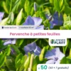 50 X Pervenche à Petite Feuille En Godet -Jardin Harmonie Soldes Boutique 6495cfa19f3823.66255395