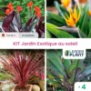 Kit Jardin Exotique Au Soleil - 4 Variétés – Lot De 4 Plants En Godet Et Pot De 1 L -Jardin Harmonie Soldes Boutique 6495cfa2d4e371.29171385