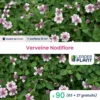 90 X Verveine Nodiflore En Godet -Jardin Harmonie Soldes Boutique 6495cfa34eb349.09284379