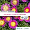 50 X Delosperma Hot Pink Wonder ® En Godet -Jardin Harmonie Soldes Boutique 6495cfa7cf24e3.87889313