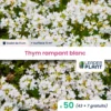 50 X Thym Rampant Blanc En Godet -Jardin Harmonie Soldes Boutique 6495cfa836cbc4.90497325