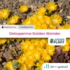 11 X Delosperma Golden Wonder ® En Godet -Jardin Harmonie Soldes Boutique 6495cfa89803e3.85245339