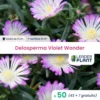 50 X Delosperma Violet Wonder ® En Godet -Jardin Harmonie Soldes Boutique 6495cfc0aae348.28834227