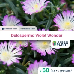 50 X Delosperma Violet Wonder ® En Godet