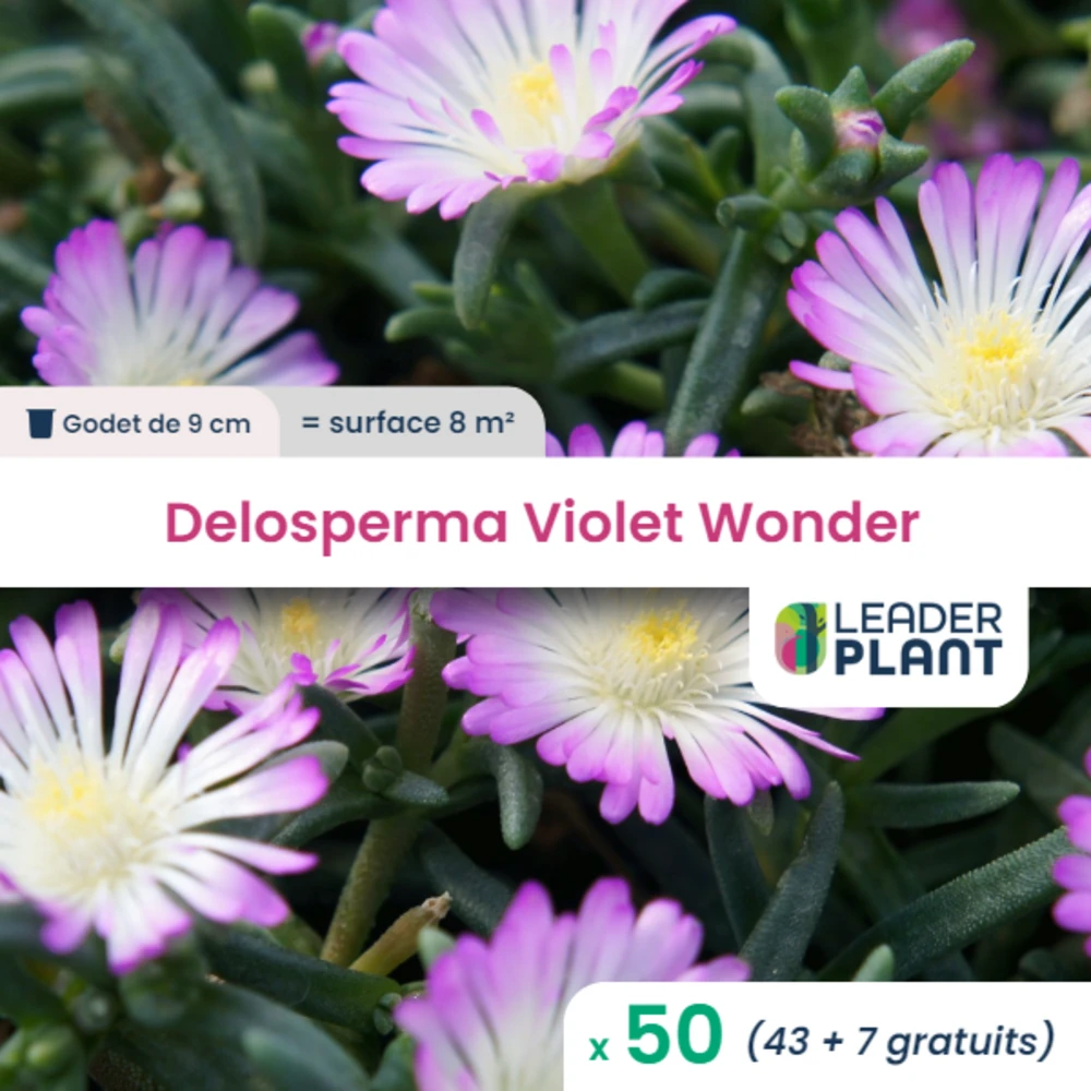 50 X Delosperma Violet Wonder ® En Godet 3 50 X Delosperma Violet Wonder ® En Godet